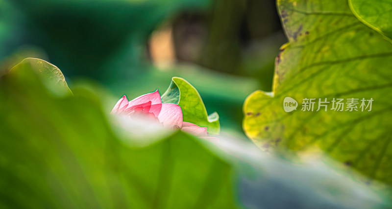 雨后荷花上的水珠