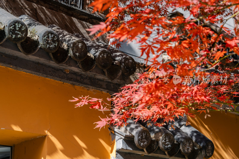 黄墙黑瓦旁的红枫叶