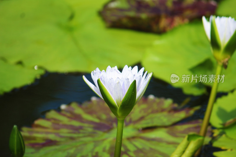 水中盛开的莲花