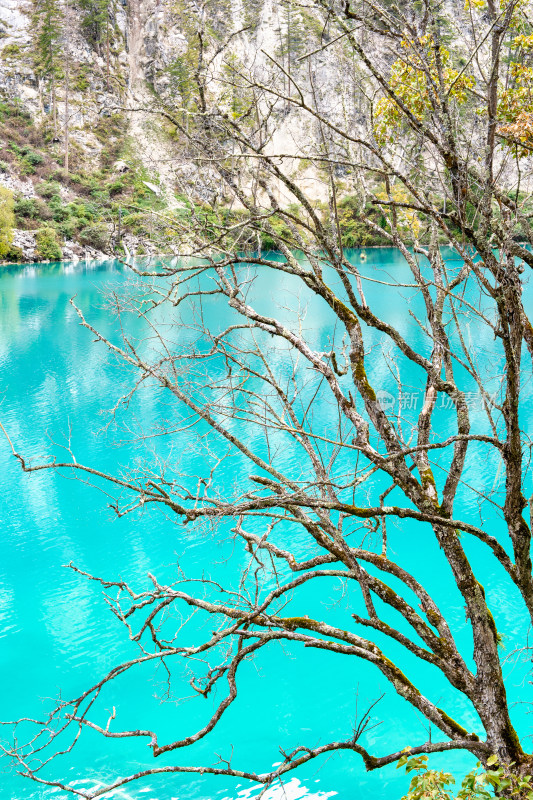 四川阿坝九寨沟秋天的树木和湖泊