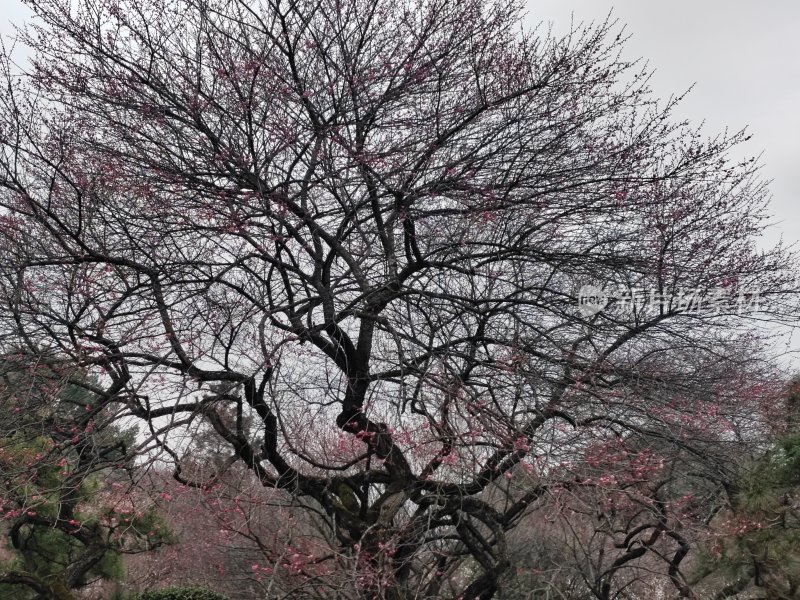 有动感的梅花树枝