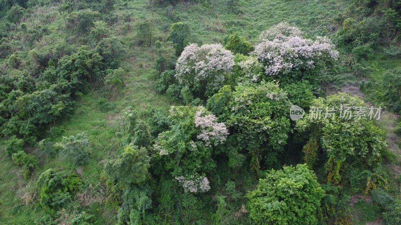 广东东莞：航拍银瓶山森林公园短萼仪花