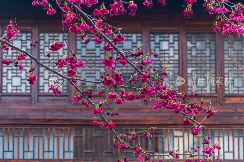 中式建筑前盛开的粉色花卉