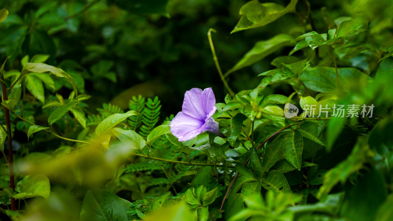 雨后清新牵牛花