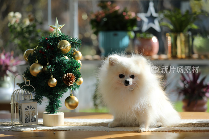 一只白色博美犬和圣诞树