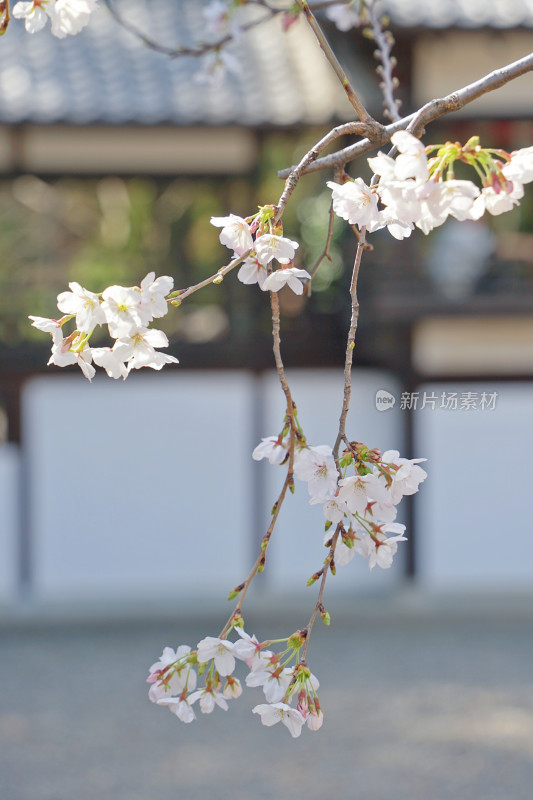 日本，川越喜多院，日式建筑与垂枝樱