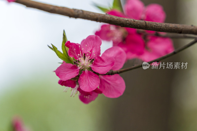 春天，深红色的桃花特写