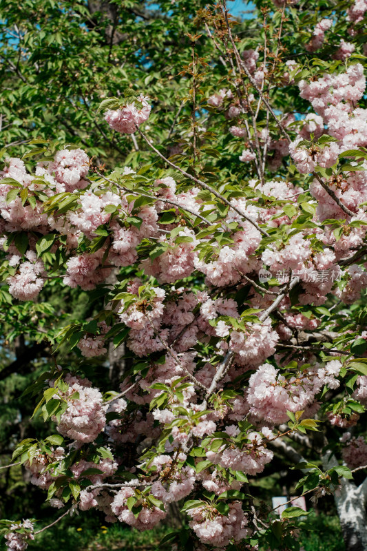 北京朝阳公园樱花