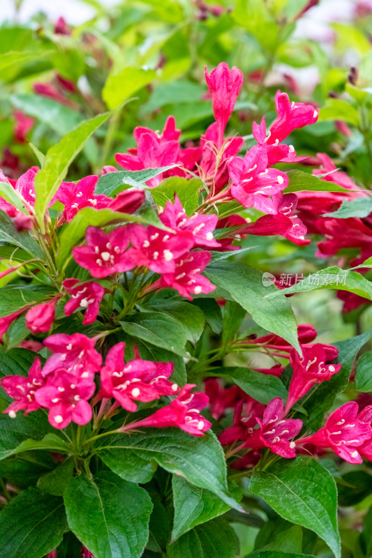 春天的灌木锦带花特写