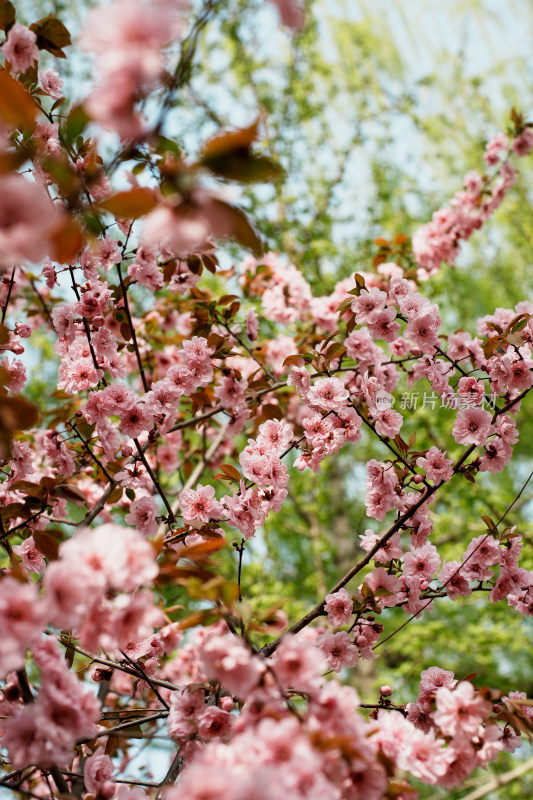 北京玉渊潭公园樱花节樱花