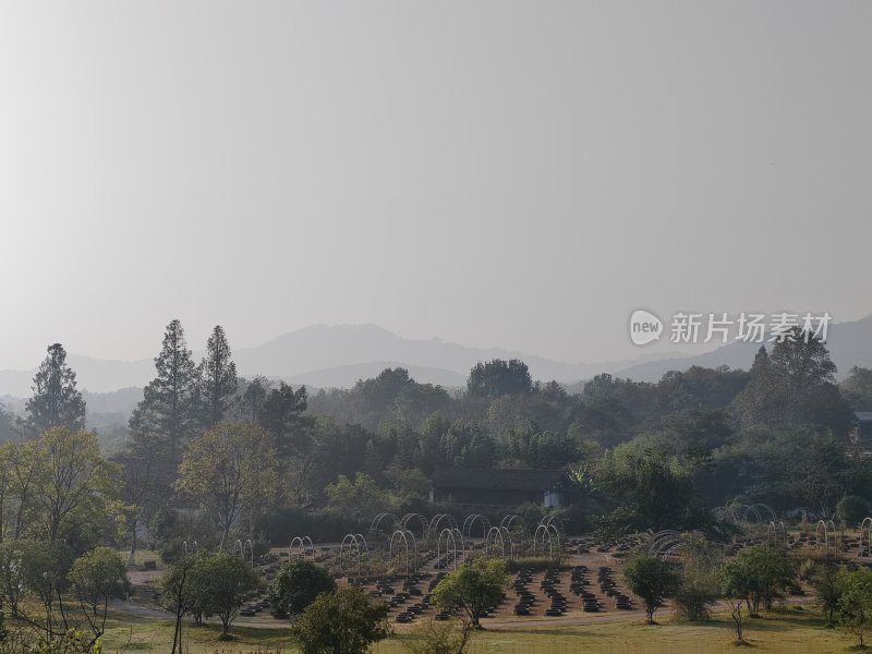 雾霭中树木茂盛的山林景观