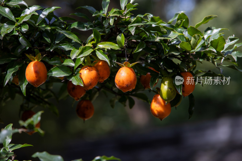 乌柿金弹子盆栽植物特写