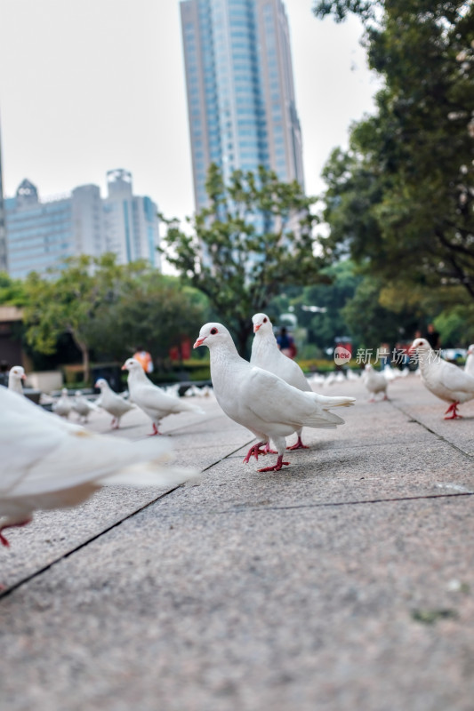 上海人民广场的和平鸽