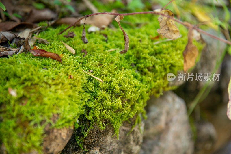 路边的苔藓