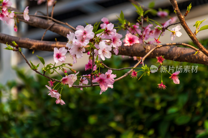 浪漫樱花林