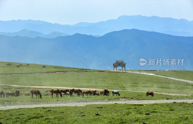 五台山自然天然牧场风光