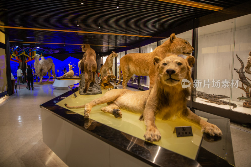 标本博物馆里的狮子