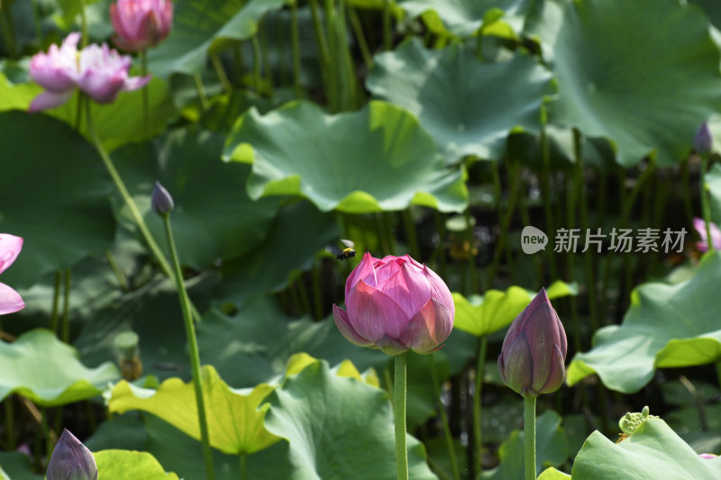 鲜艳的荷花