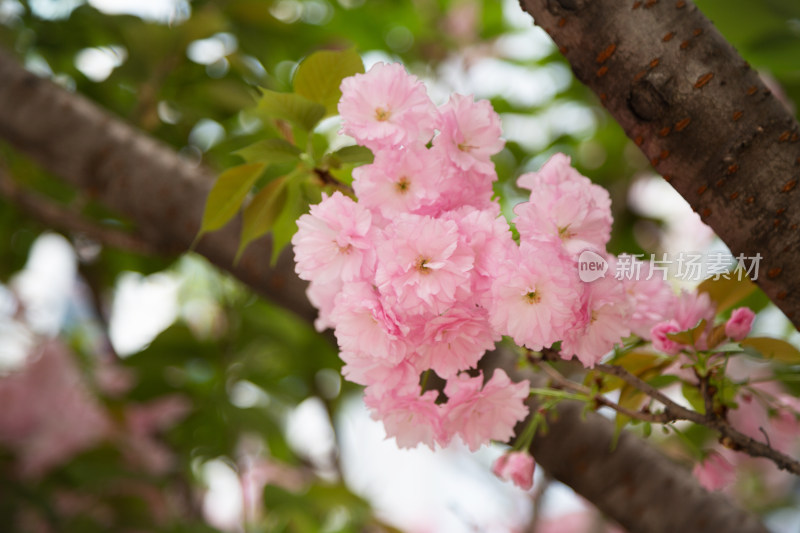 春天树枝上的粉色樱花特写