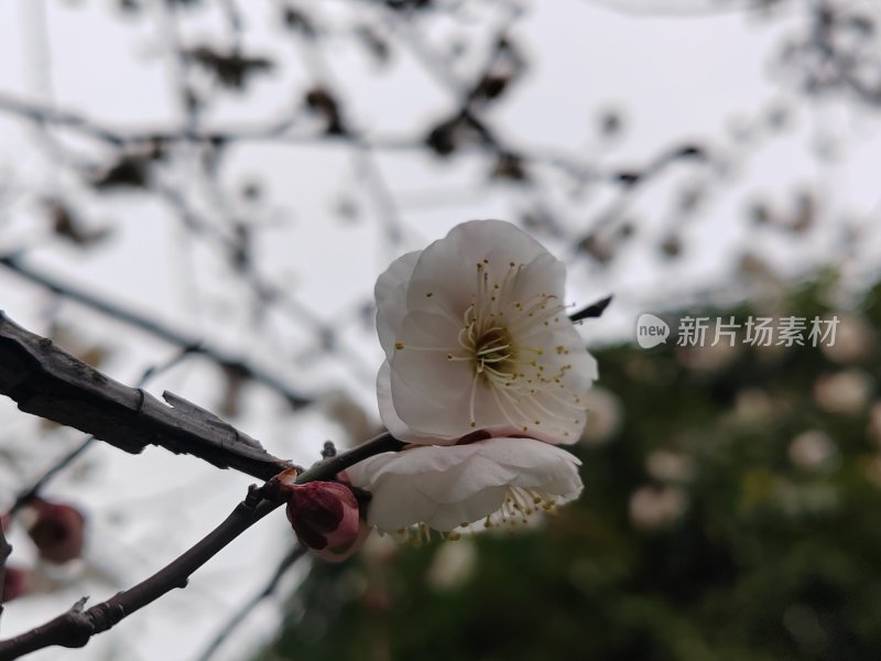 宛如精心雕琢的雪花