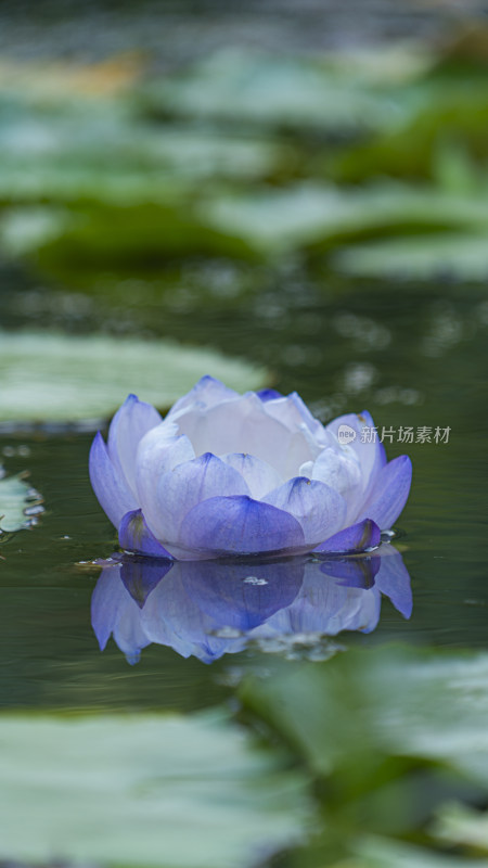 水面上盛开的蓝紫色莲花清新自然