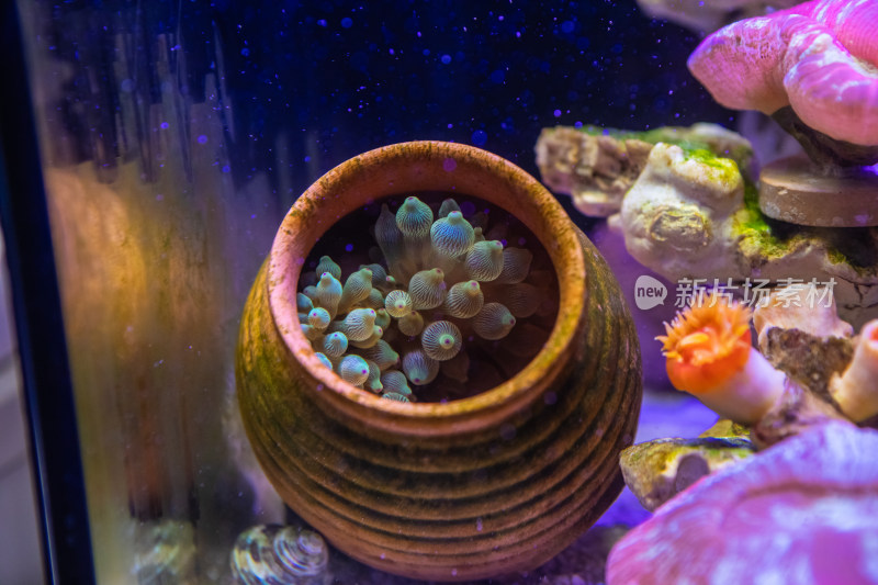 海缸里的海水生物