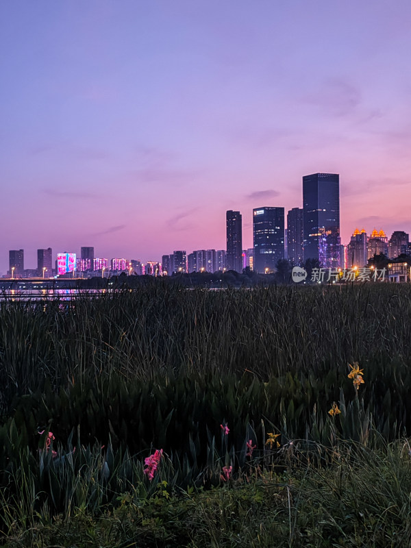 城市夜景下的自然植物景观