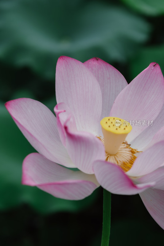 广西省桂林市阳朔 荷花