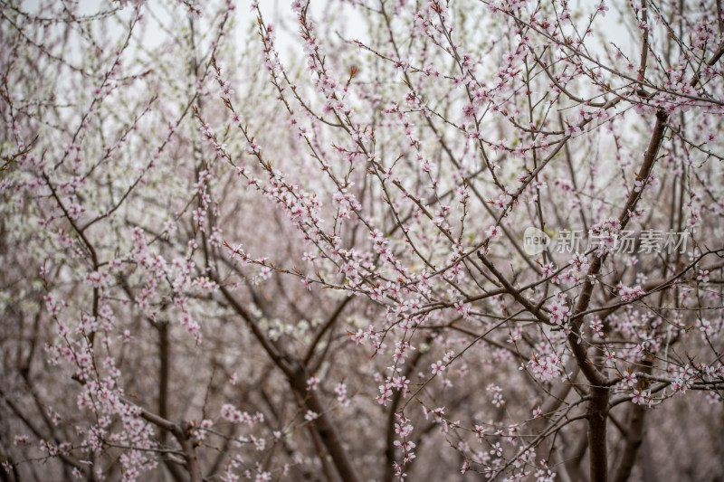 桃树桃花桃树林