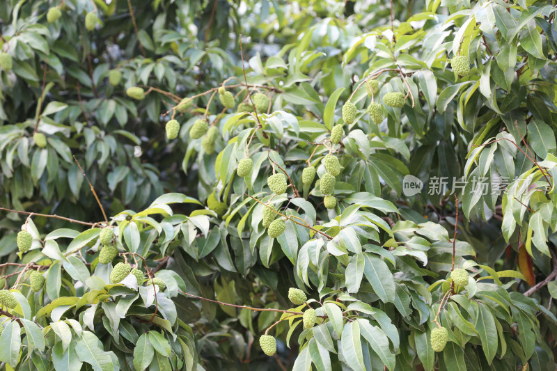 挂满荔枝的荔枝树