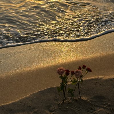 海边玫瑰花 情绪