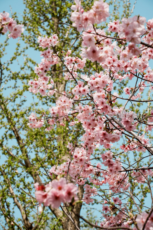 北京玉渊潭公园樱花节樱花