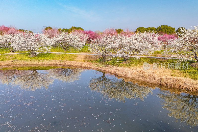 花开海上梅花节