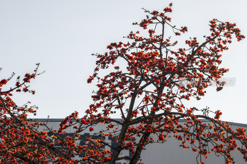 春天南粤盛开的木棉花