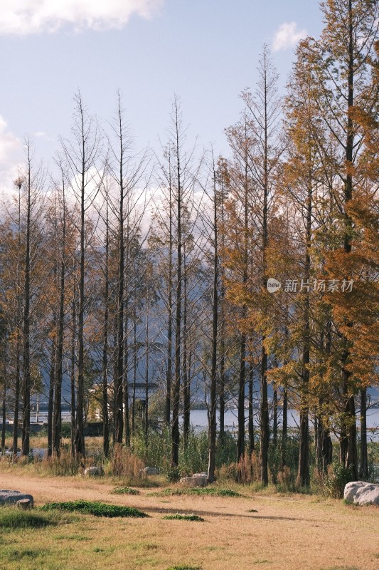 秋日湖边树林风景