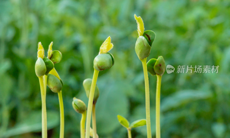 黄豆嫩芽