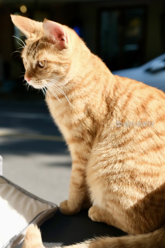 一只晒太阳的橘猫