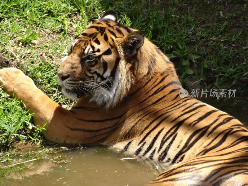 野生动物老虎食肉动物狩猎者