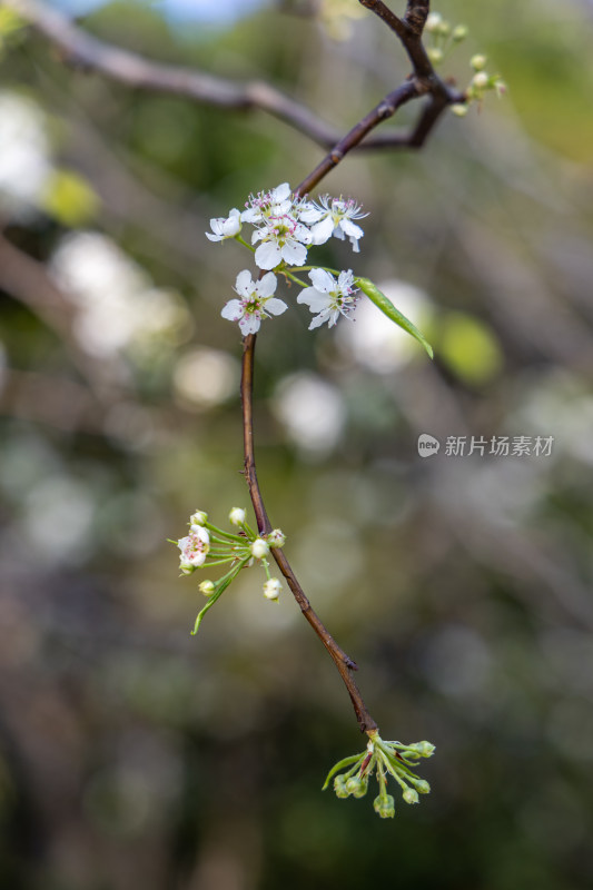 春天豆梨花