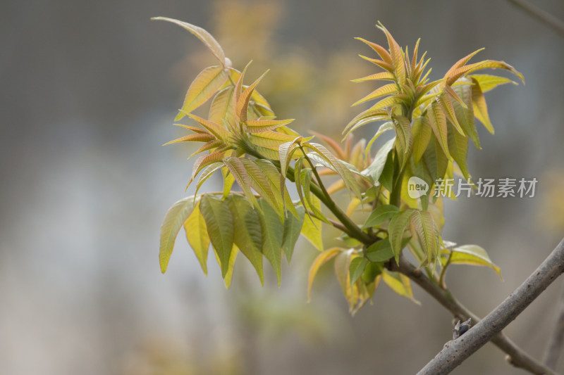 春天百花盛开