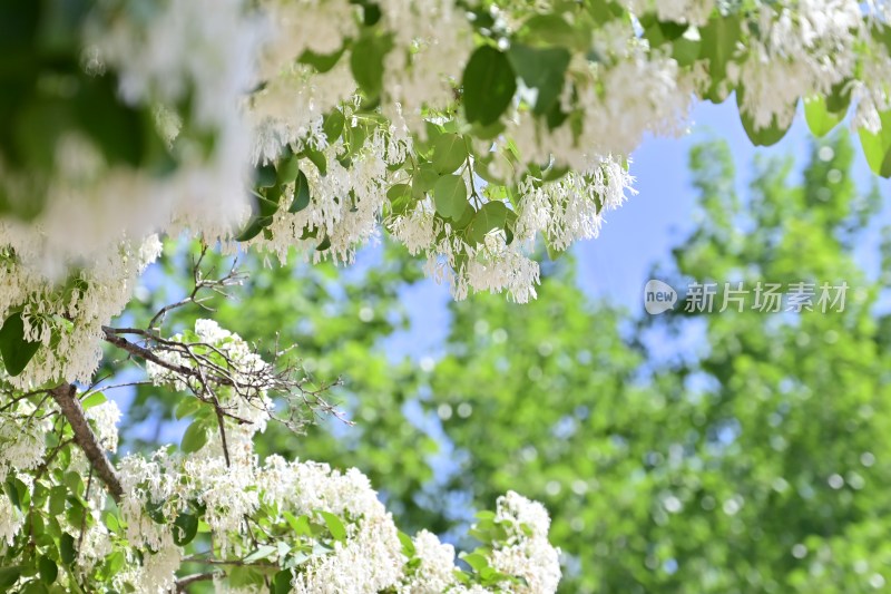 流苏花·流苏·花·植物·春天