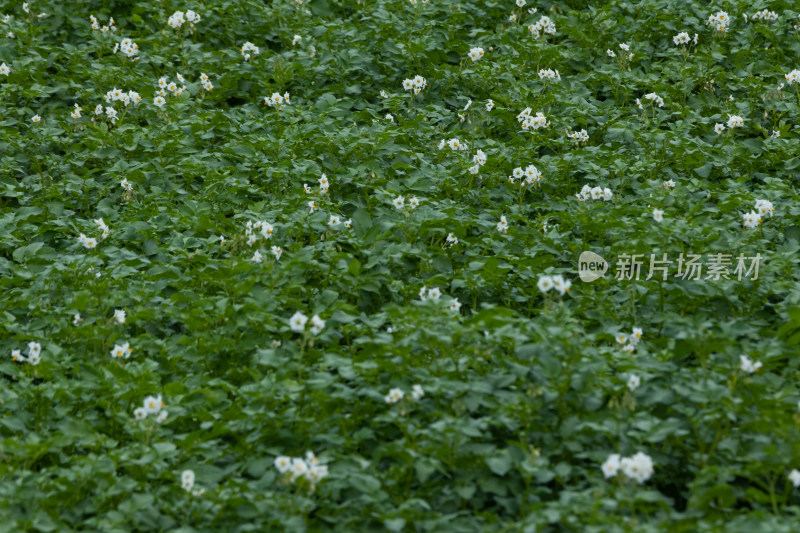 甘肃马铃薯种植基地