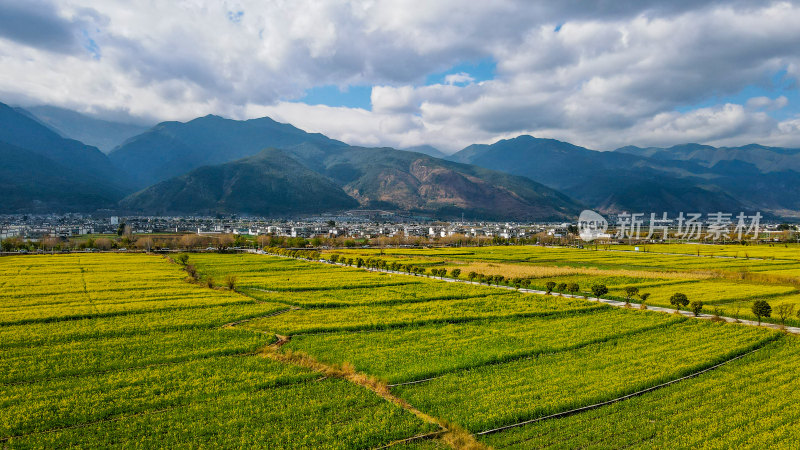 油菜花田与雪山