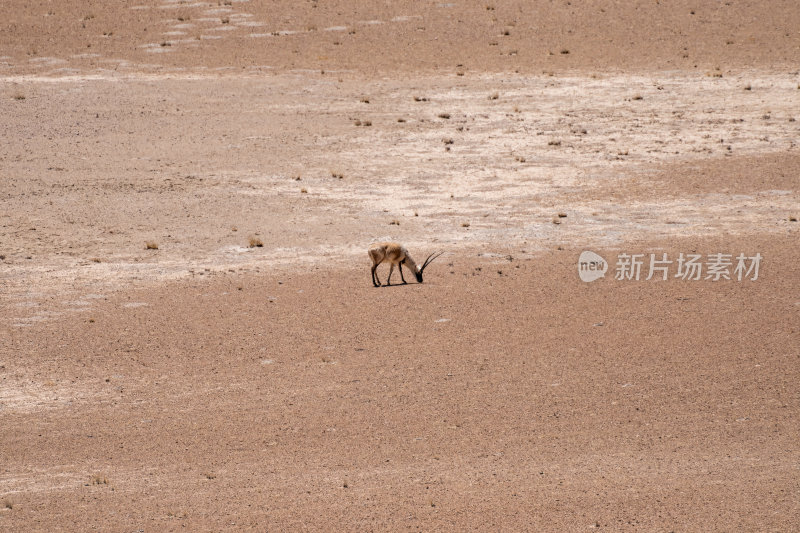 西藏阿里地区无人区荒漠戈壁上的精灵藏羚羊