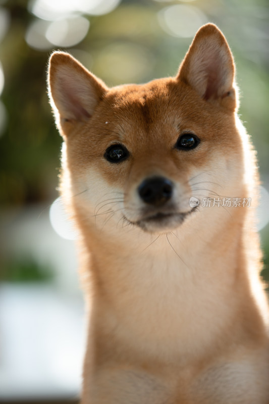 一只柴犬的头部特写