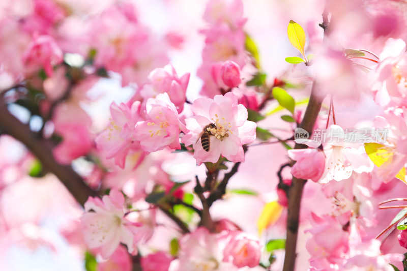 蜜蜂在春天阳光下的海棠花上采蜜