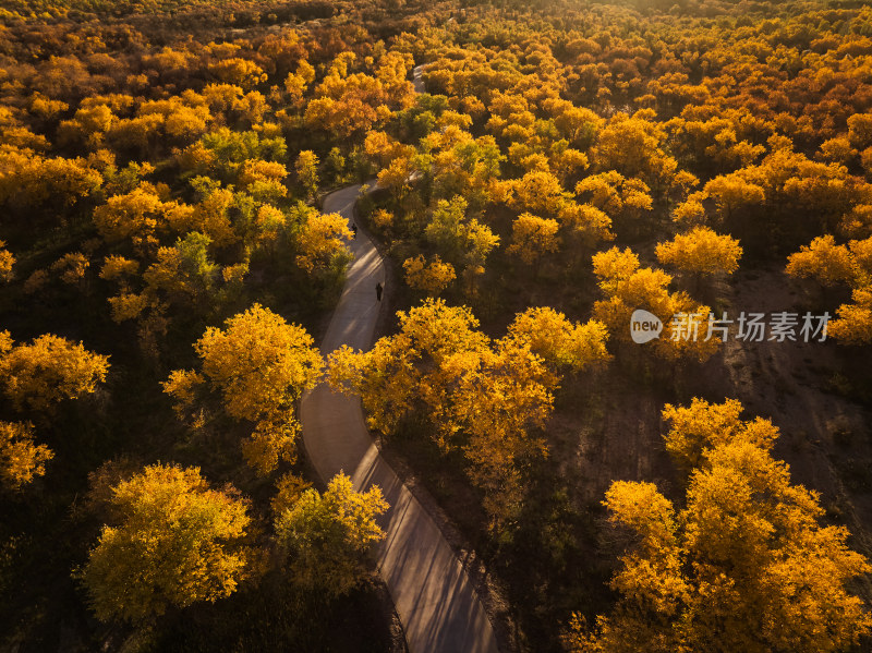 夕阳下的胡杨林