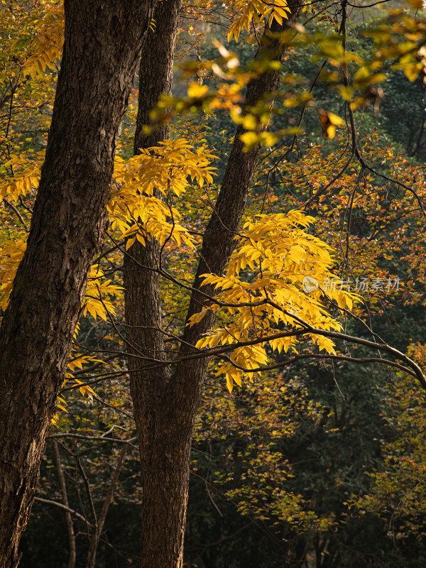 秋天早晨森林里的自然风景