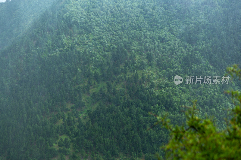 绿色森林边下雨