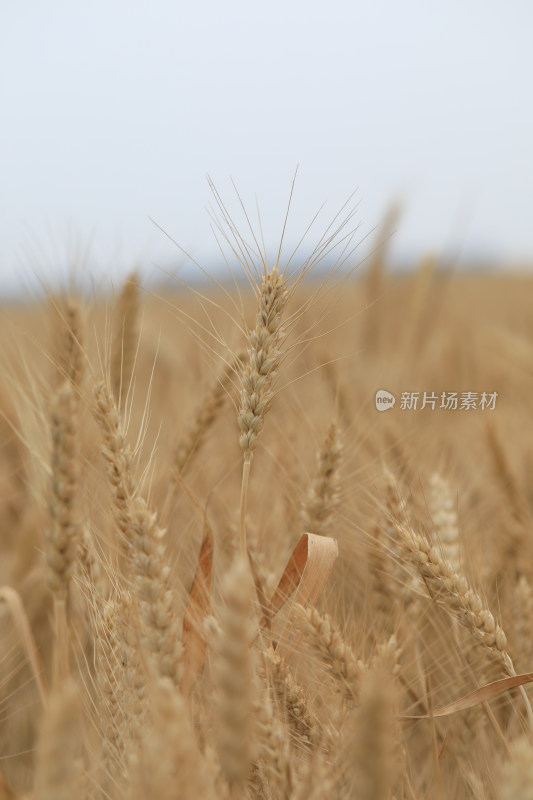 麦田麦子地成熟的小麦